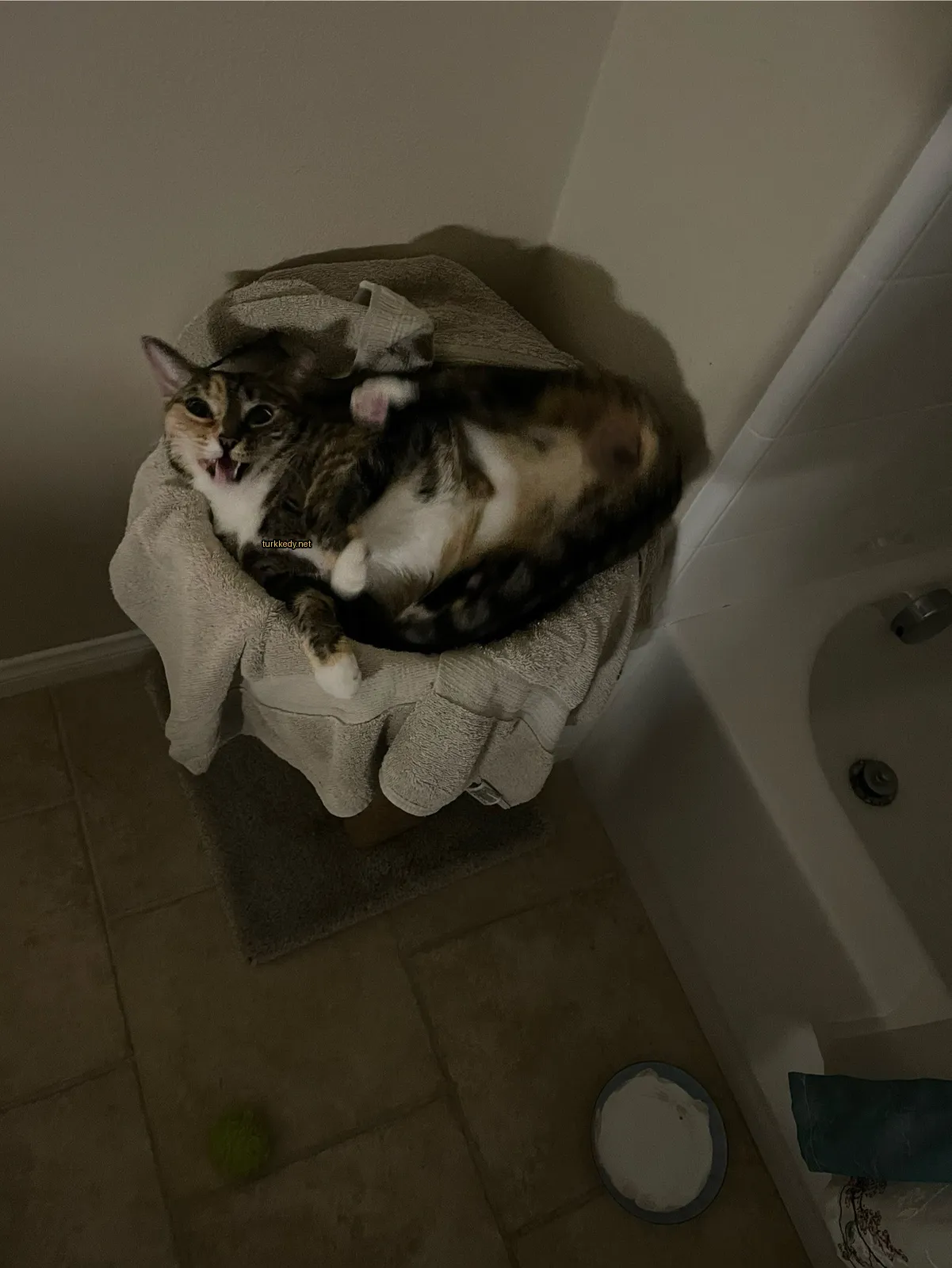 Kedi #2826