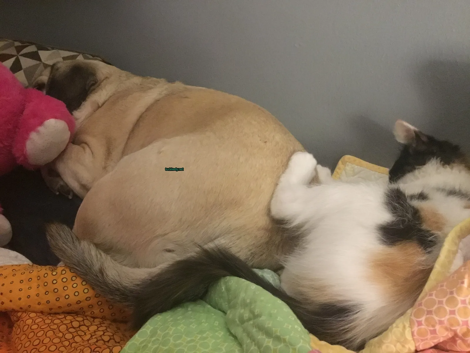 Siyah ve beyaz bir kedi yatakta kahverengi ve beyaz bir köpek yanındadır.