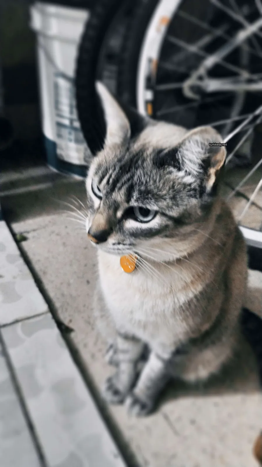 Beyaz ve gri bir kedi zemine oturuyor.