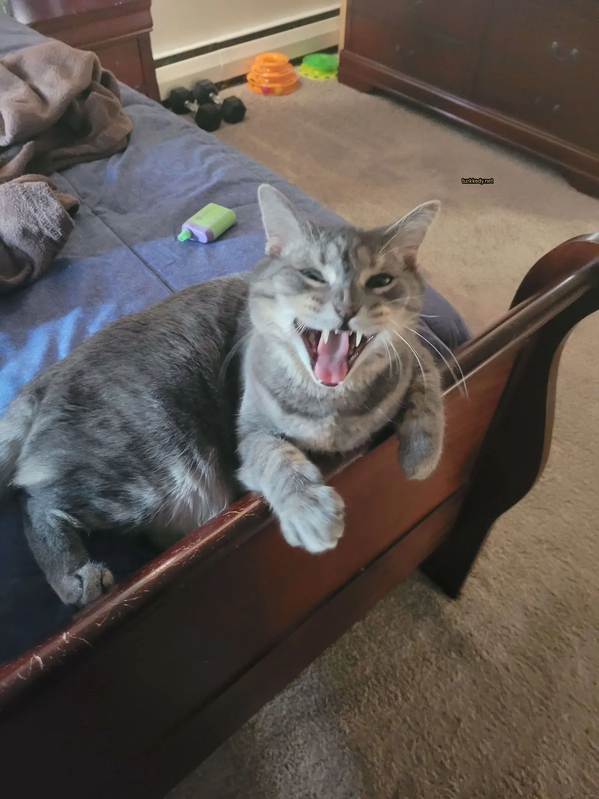 Kedi #2830