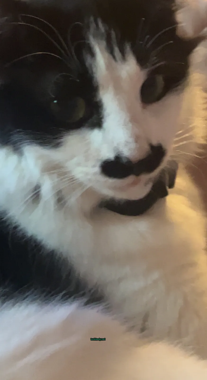 Siyah bir kedi, siyah bir kemerle.