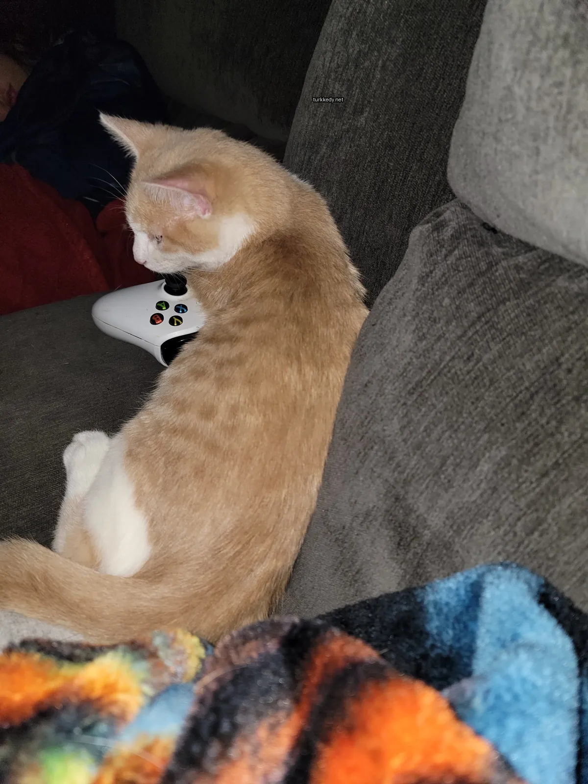 Kedi #2834