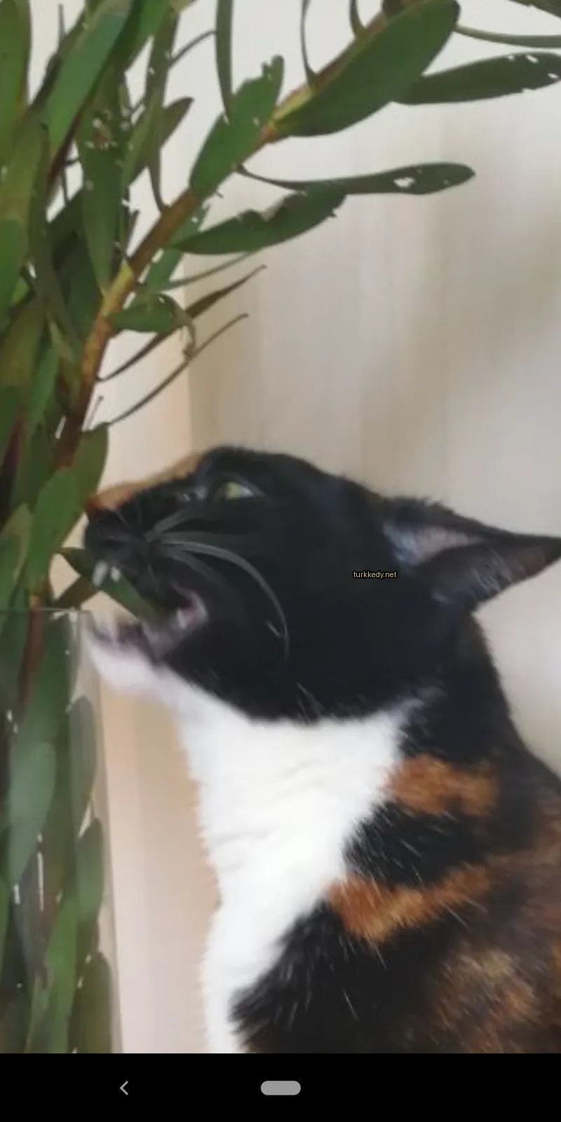 Siyah ve beyaz bir kedi, beyaz göğsüyle birlikte bir bitkinin yapraklarını yiyor.