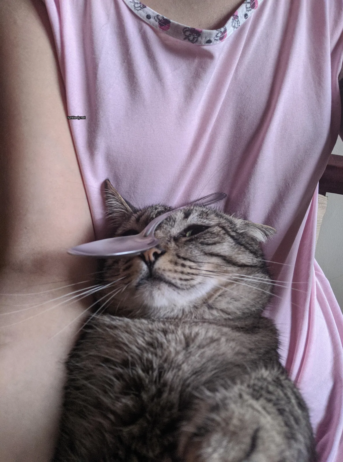 Gri ve beyaz bir kedi, pink bir tişört giyinmiş.