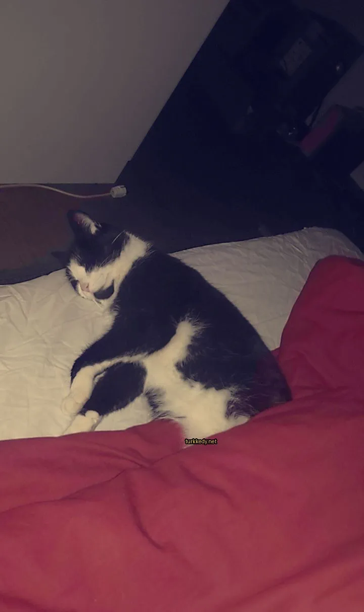 Beyaz ve siyah bir kedi yatakta yatıyor.