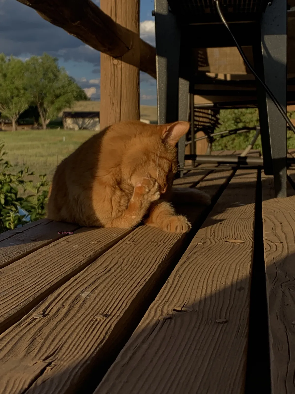 Bir kedi, beyaz yüz ve ayakları olan portakal bir kedi, bir ahşap terasın üzerinde yatıyor.