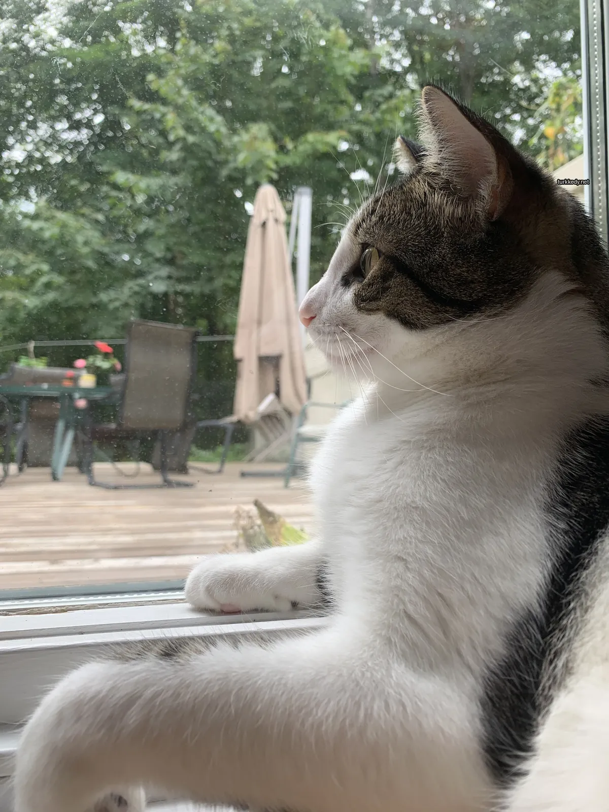 Beyaz ve siyah bir kedi pencere kenarında oturuyor.