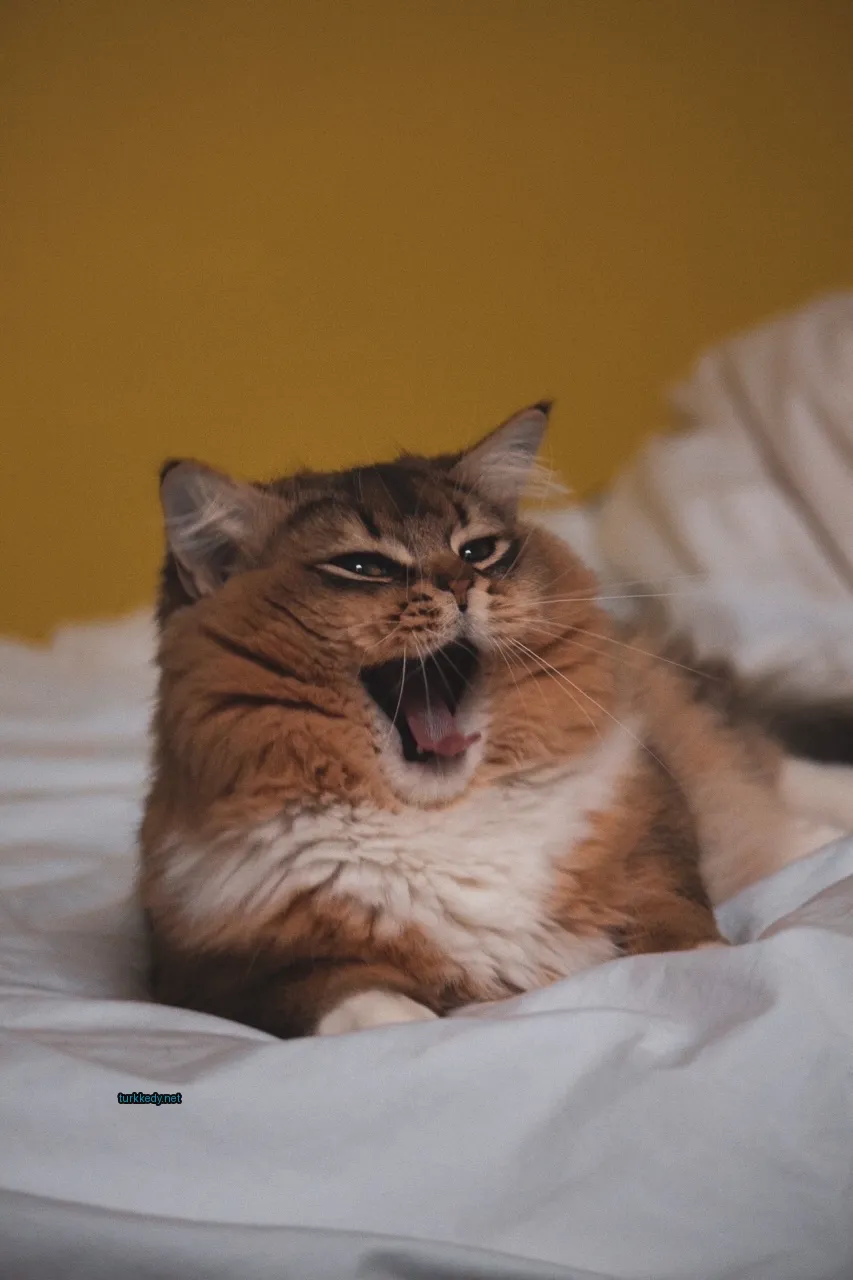 Kedi #2842