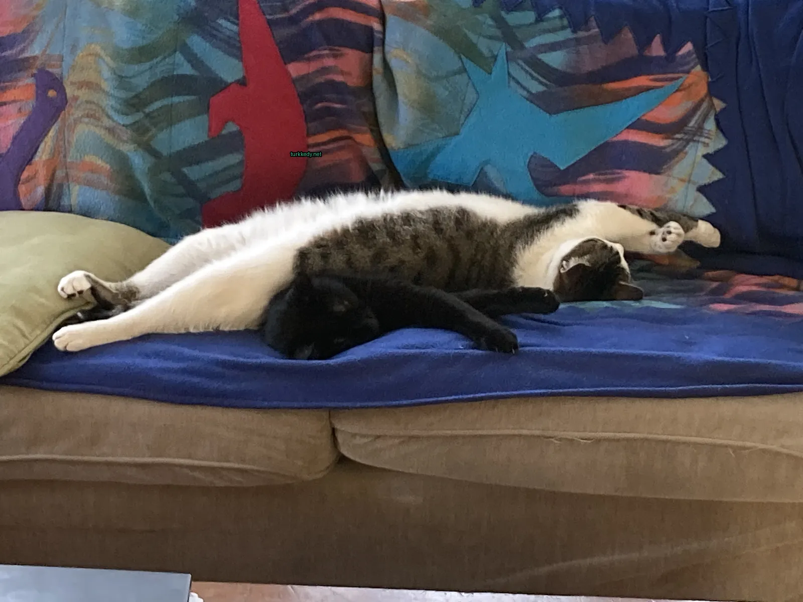 Siyah bir kedisi mavi bir battaniyenin üzerinde bir sofa üzerinde yatıyor.