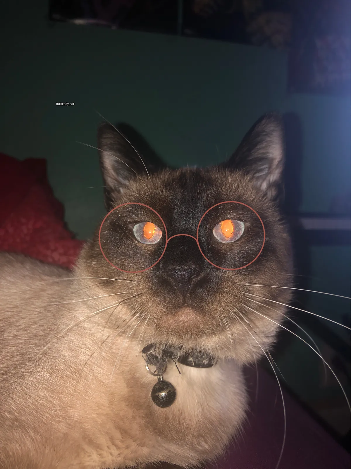 Bir Siyam kedi gözlük ve kolye takıyor.