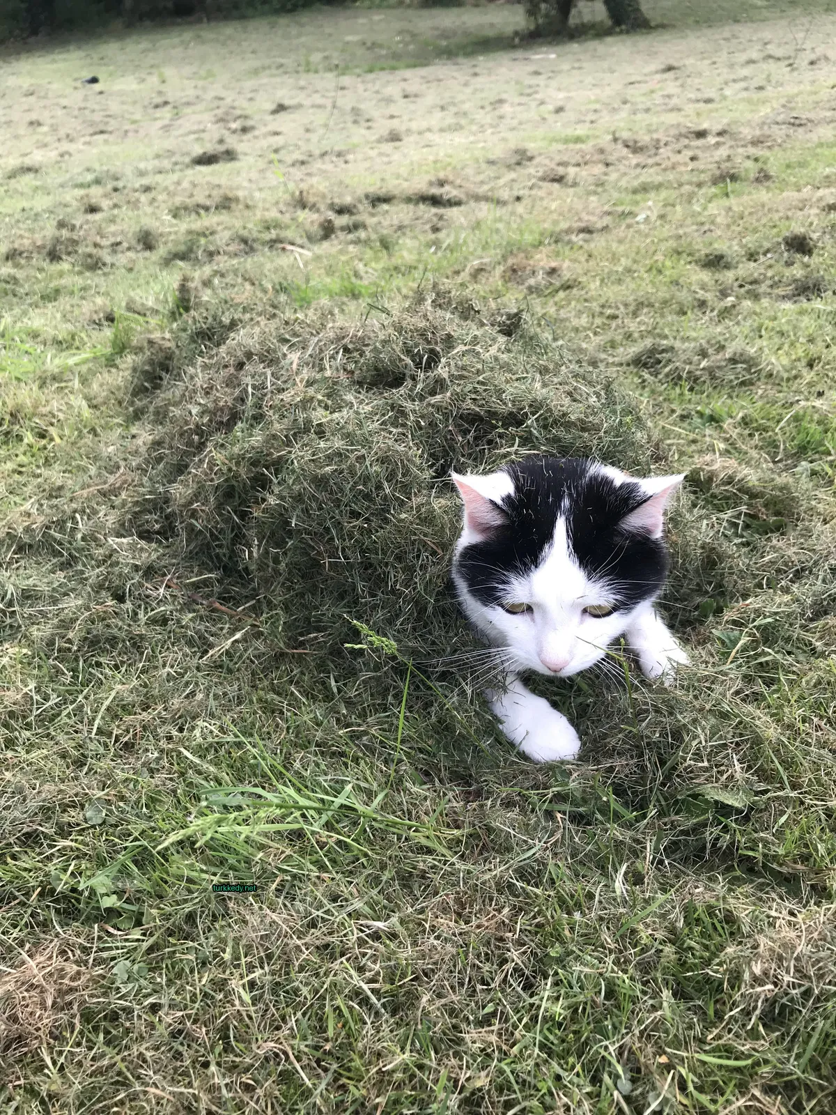 Siyah ve beyaz bir kedi ot dağında yatıyor.