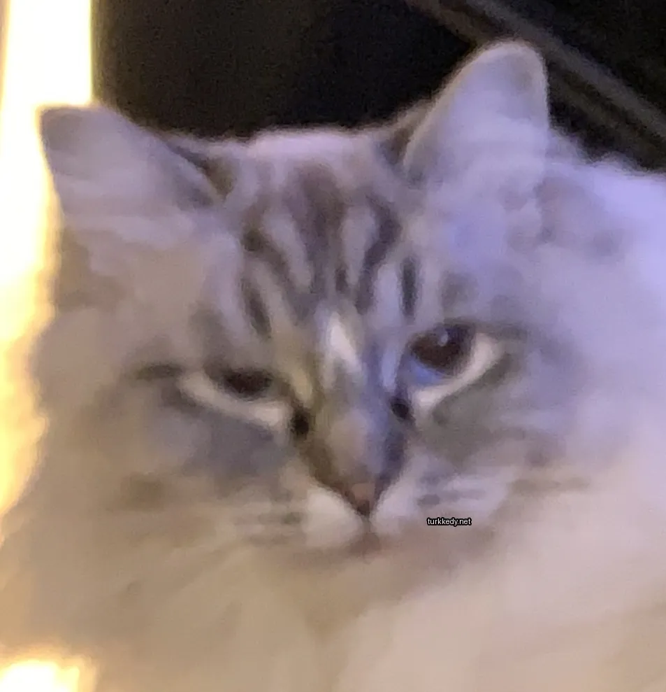 Kedi #2846