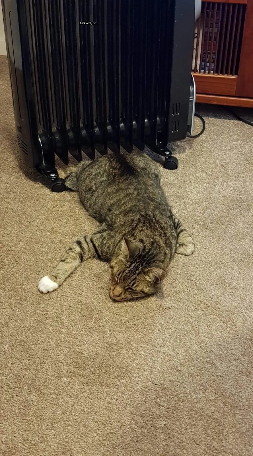 Siyah beyaz bir kedi bir ısıtıcı önünde zemine uzanmış.