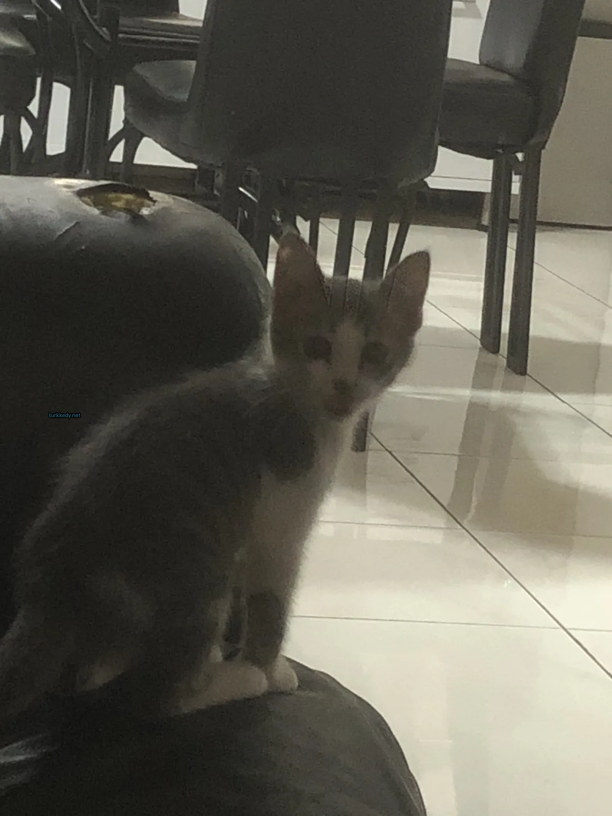 Kedi #2850