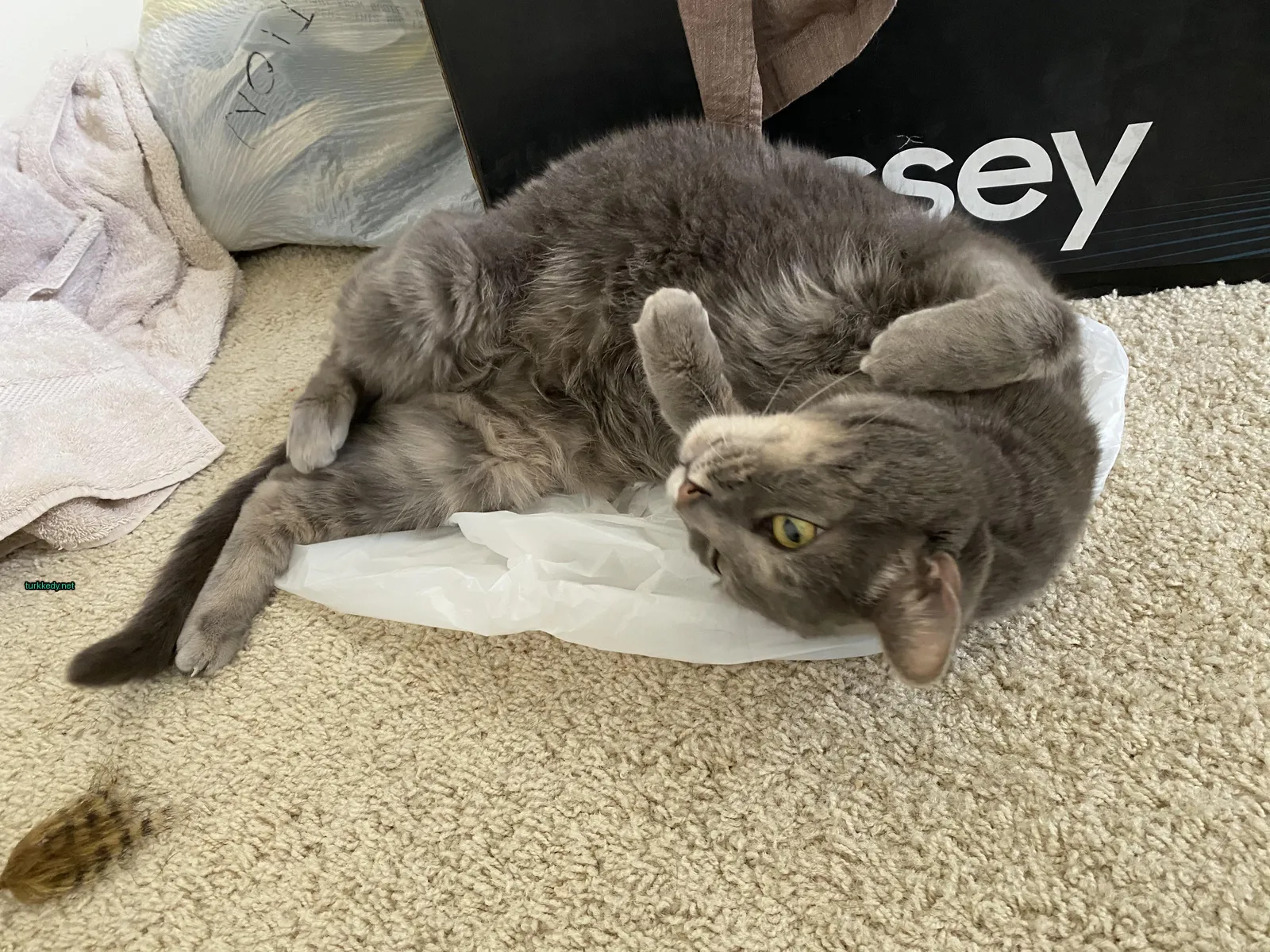 Gri bir kedi beyaz bir torbanın üzerinde gri gövdesi, beyaz göğüs ve kahverengi lekeleri ile yatıyor.