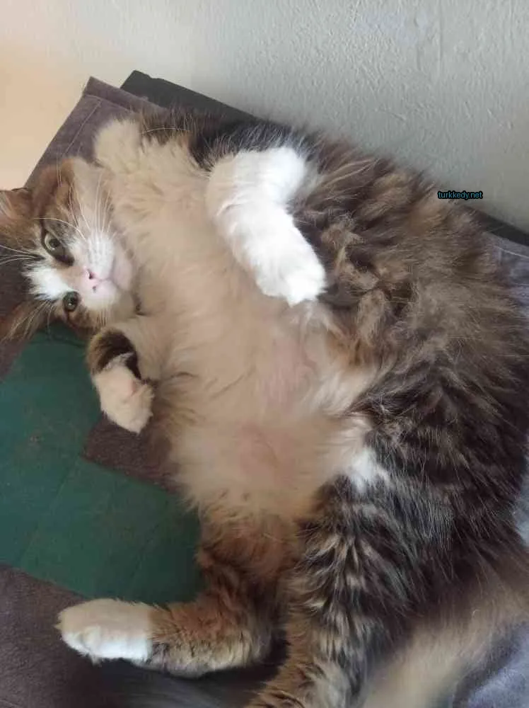 Beyaz ayakları ve göğsü olan bir kedi yeşil bir çarşaf üzerinde yatıyor.