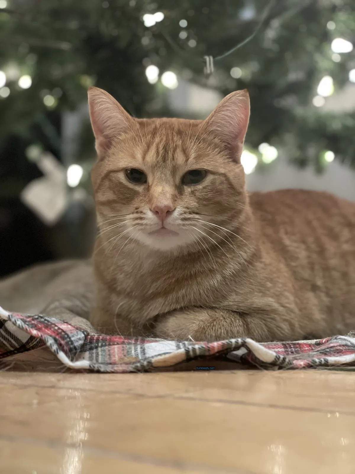 Kırmızı ve beyaz bir kedi, Noel ağacının önünde bir kareli örtü üzerinde yatıyor.