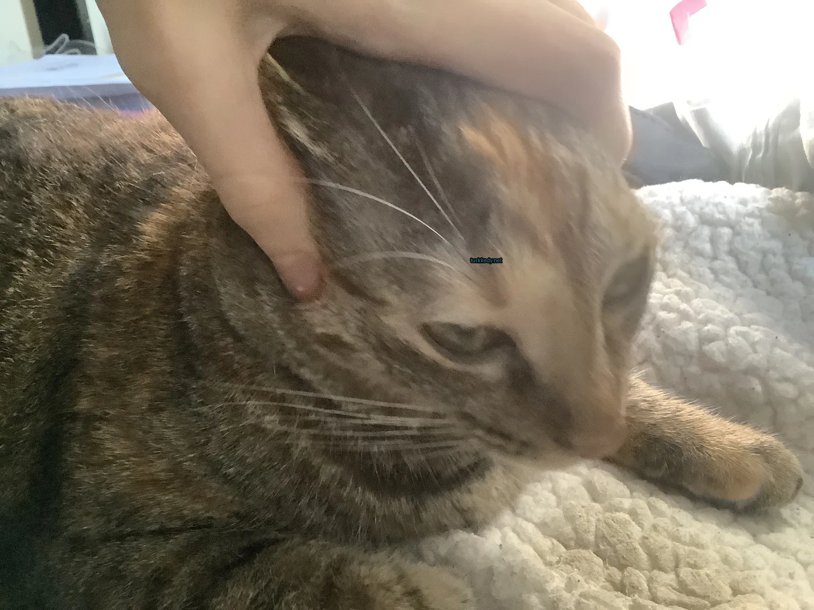 Kedi #2854