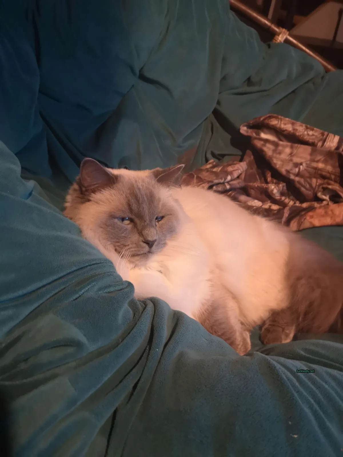 Beyaz ve gri bir kedi mavi bir örtü üzerinde mavi gözleriyle yatıyor.
