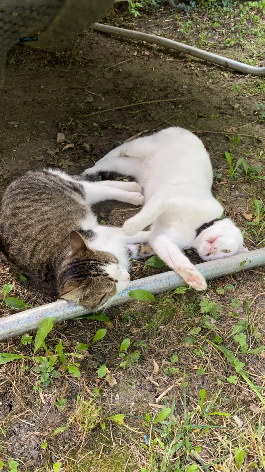 Beyaz ve siyah bir kedi metal bir borudan başını kaldırarak zemine yatıyor.