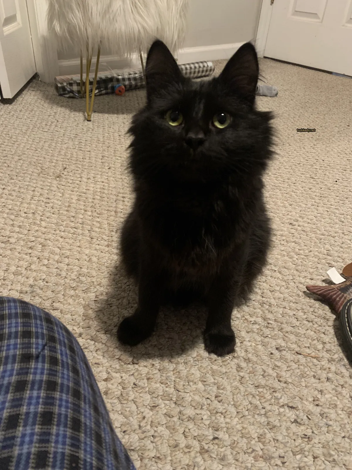 Siyah bir kedi beyaz göğüsleriyle bir halı üzerinde oturuyor.