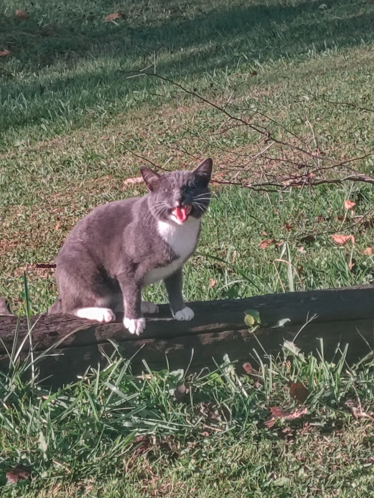 Kedi #2857