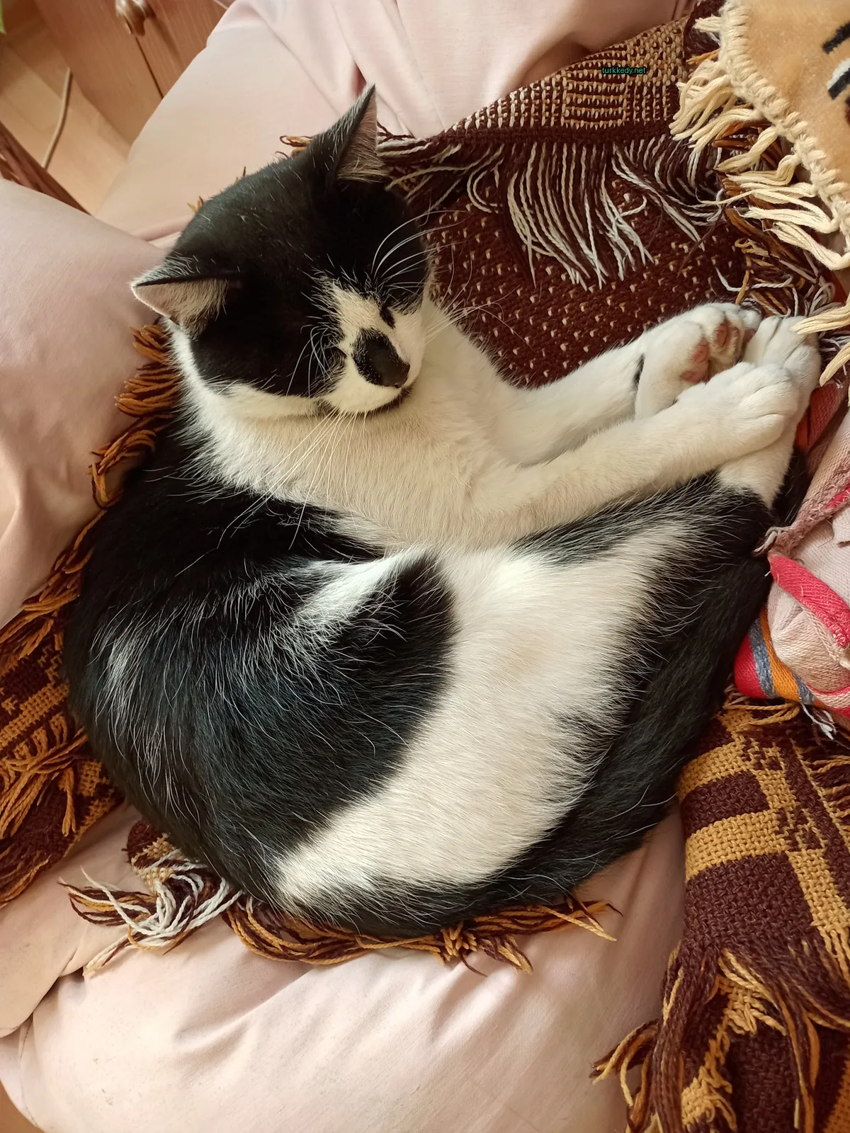 Kedi #2858