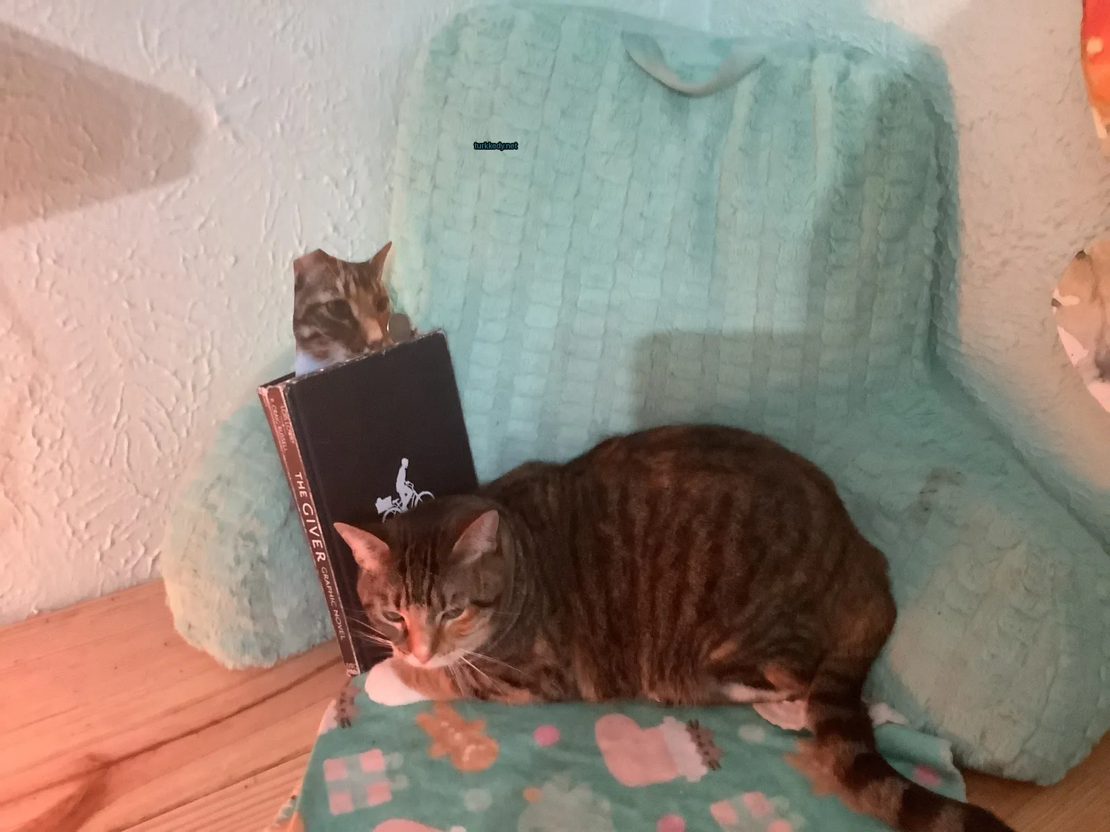 Kara ve sarı bir kedi, yeşil bir sandalyede yatıyor.