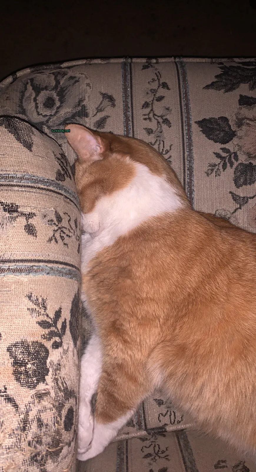Kedi #2861