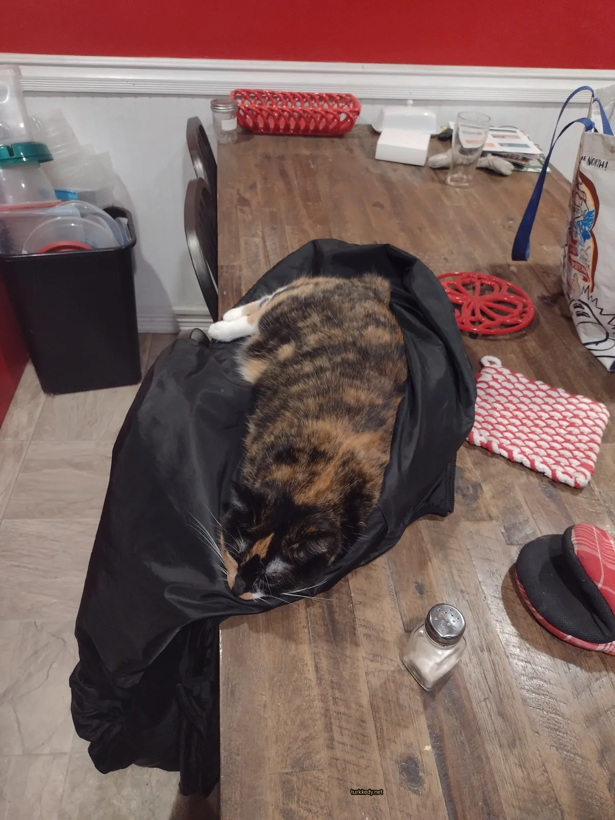 Kedi #2862