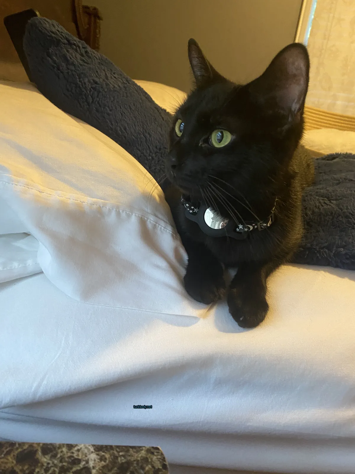 Siyah bir kedi, gümüş bir kolye takılı, beyaz bir minderin üzerinde oturuyor.