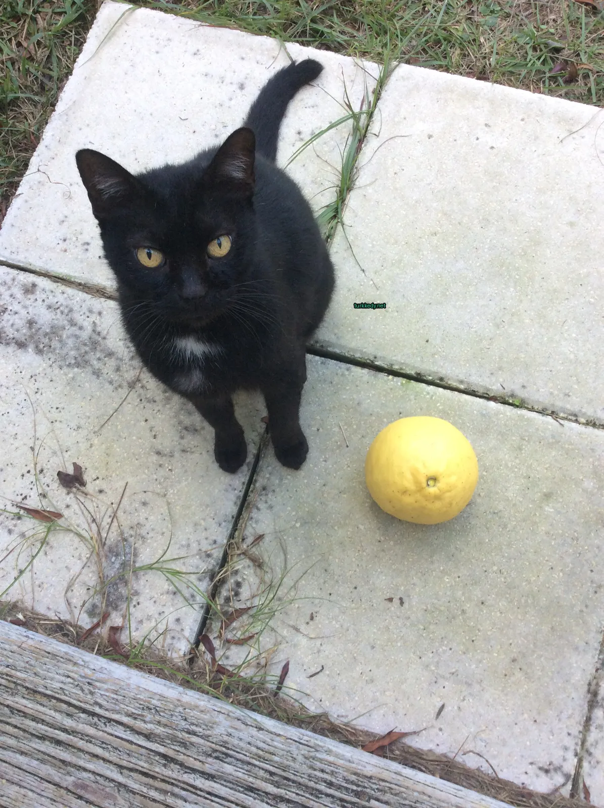Beyaz bir evin önündeki siyah bir kedi.