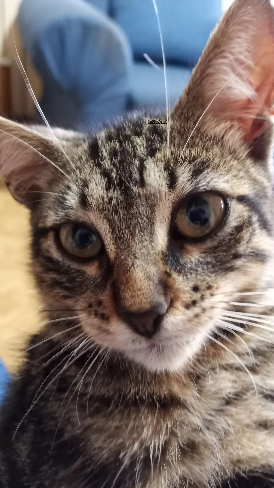 Kedi fotoğrafı #2865