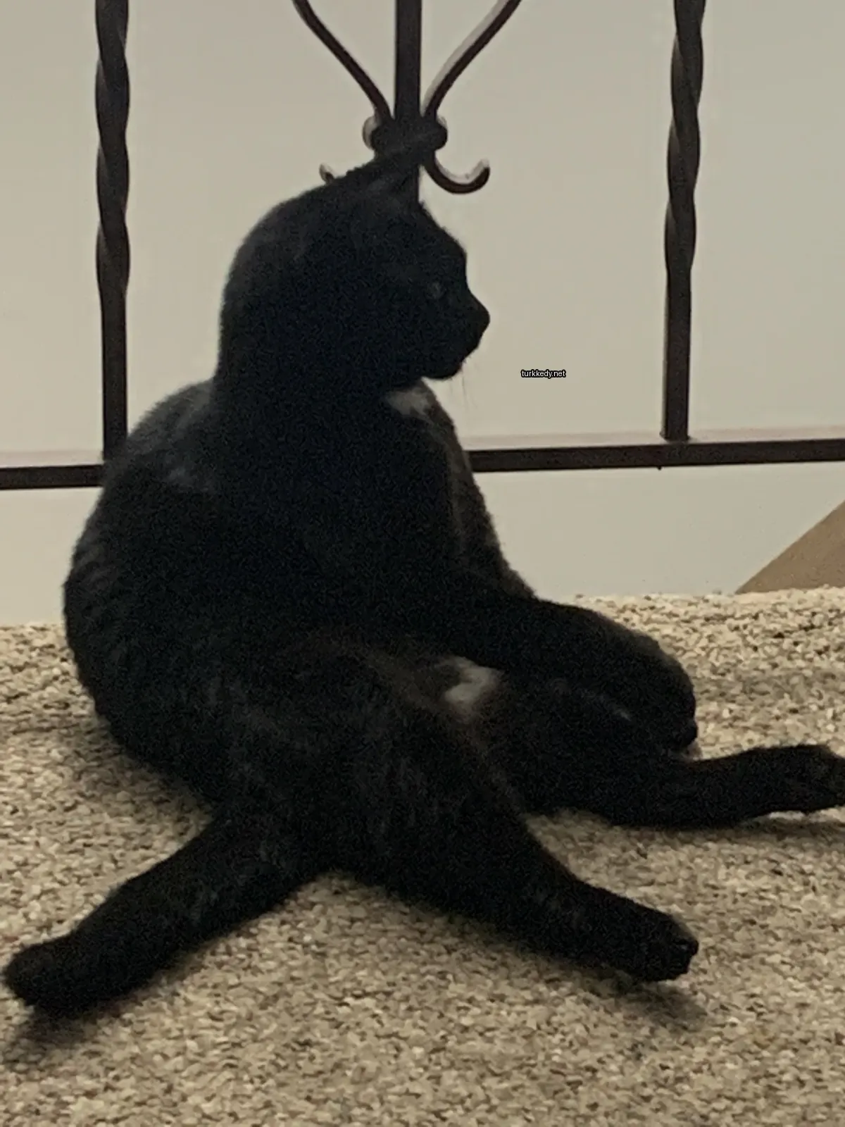 Kedi #2866