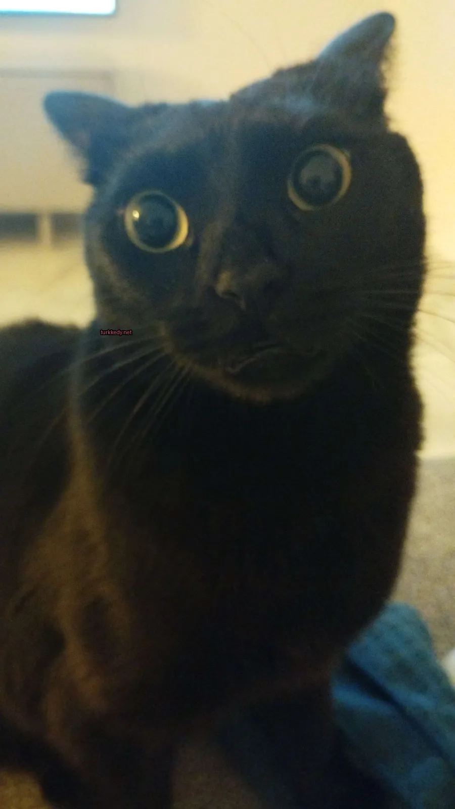 Siyah bir kedi, sarı gözleri olan bir karete oturuyor.