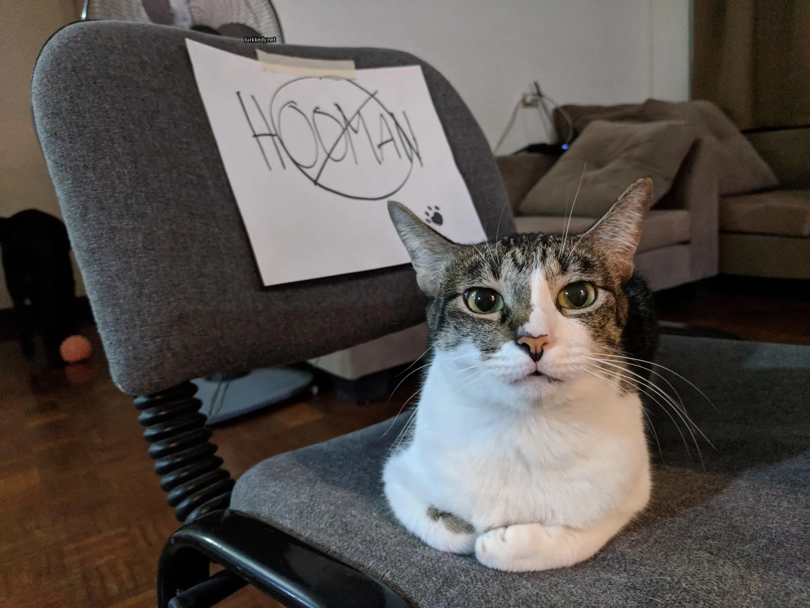 Kedi #2869