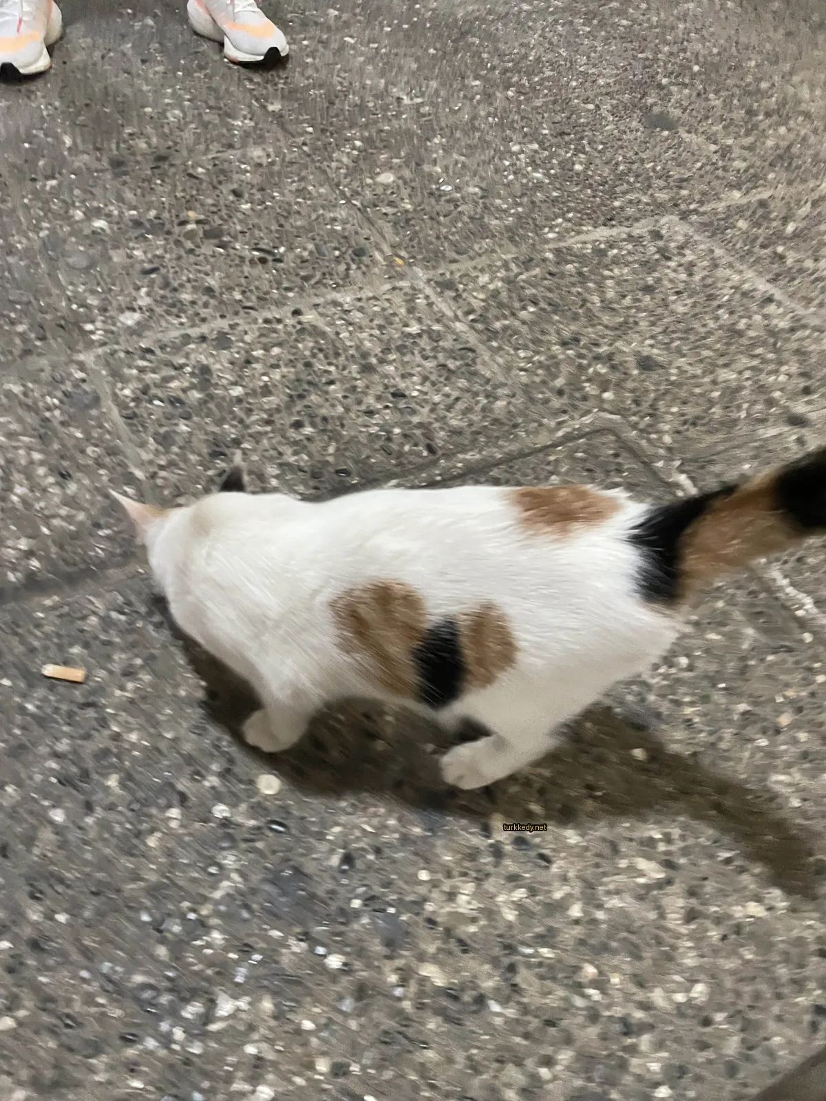 Kedi #2870