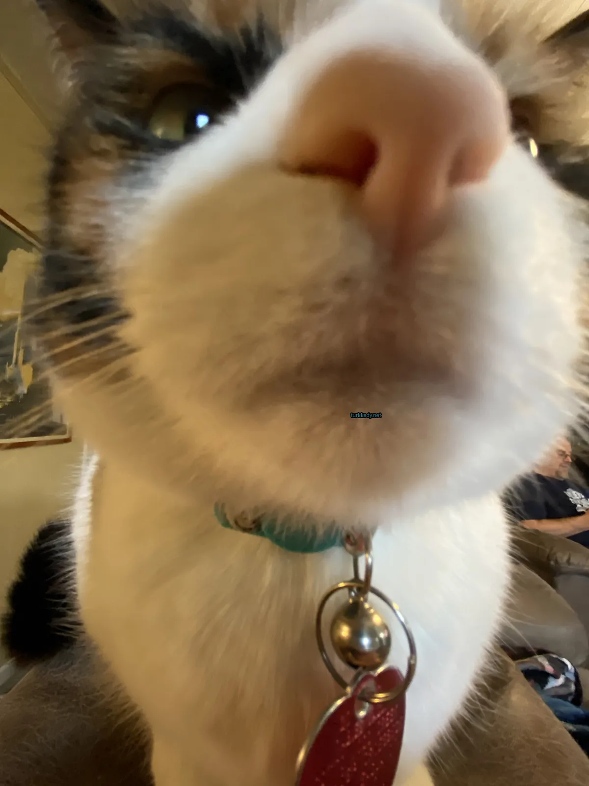 Kedi fotoğrafı #2872