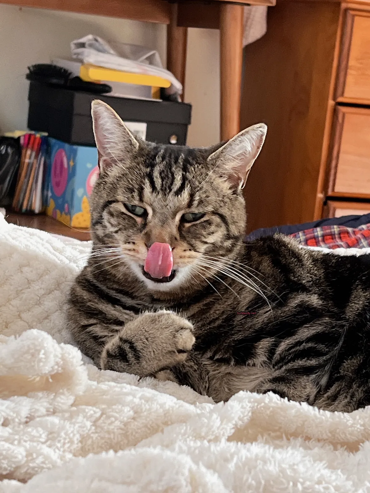 Siyah beyaz bir kedi, ağzından bir parça kemiği yalayarak kemiği yalayarak kemiğini temizliyor.