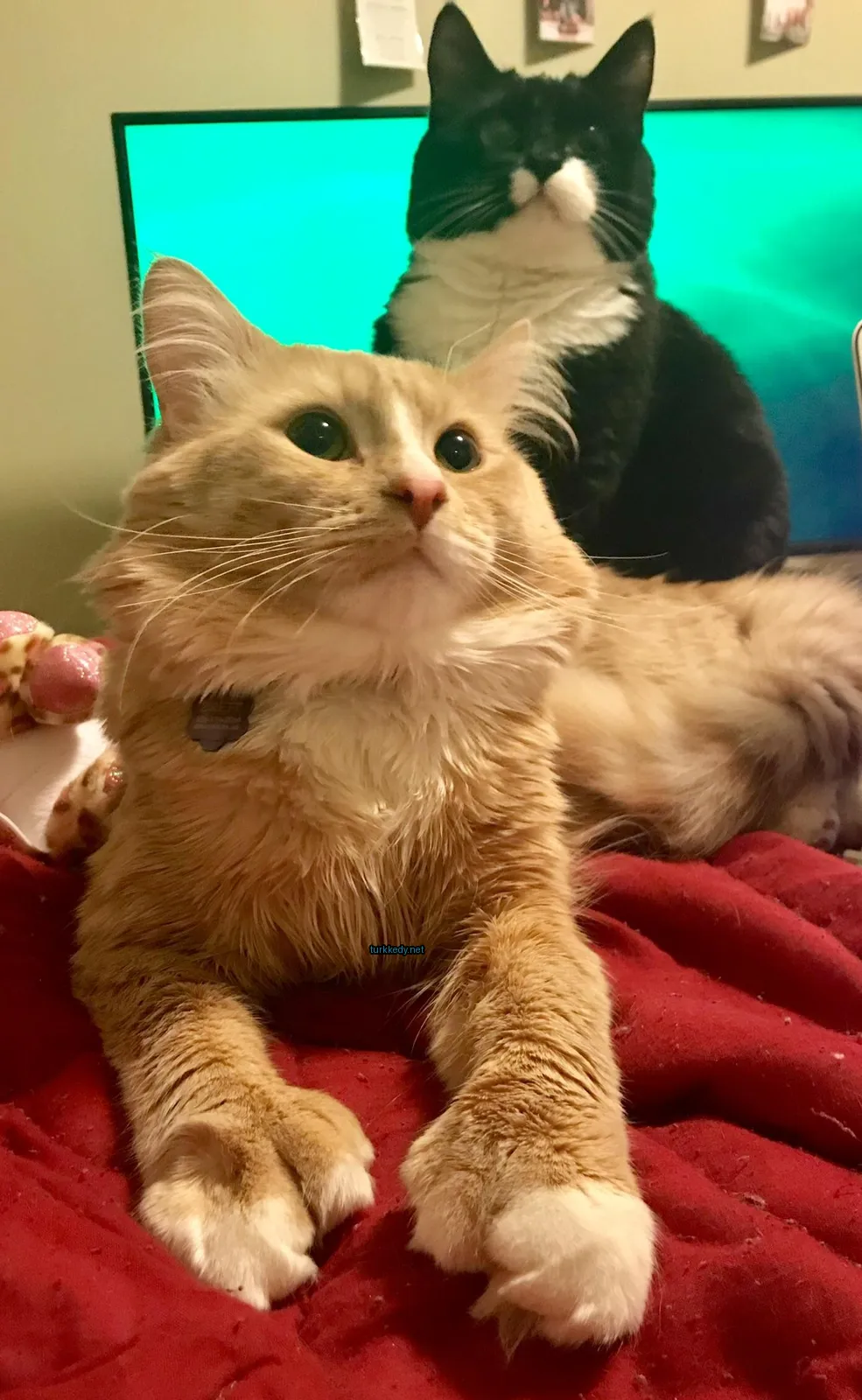 Kedi #2873
