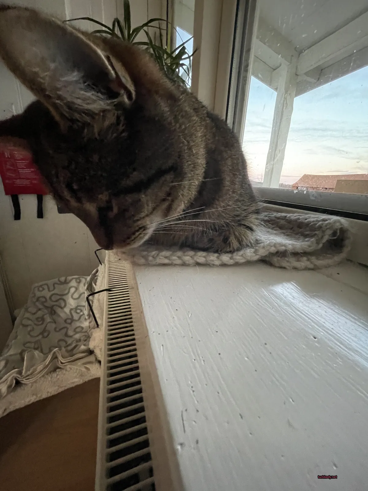 Kedi #2874
