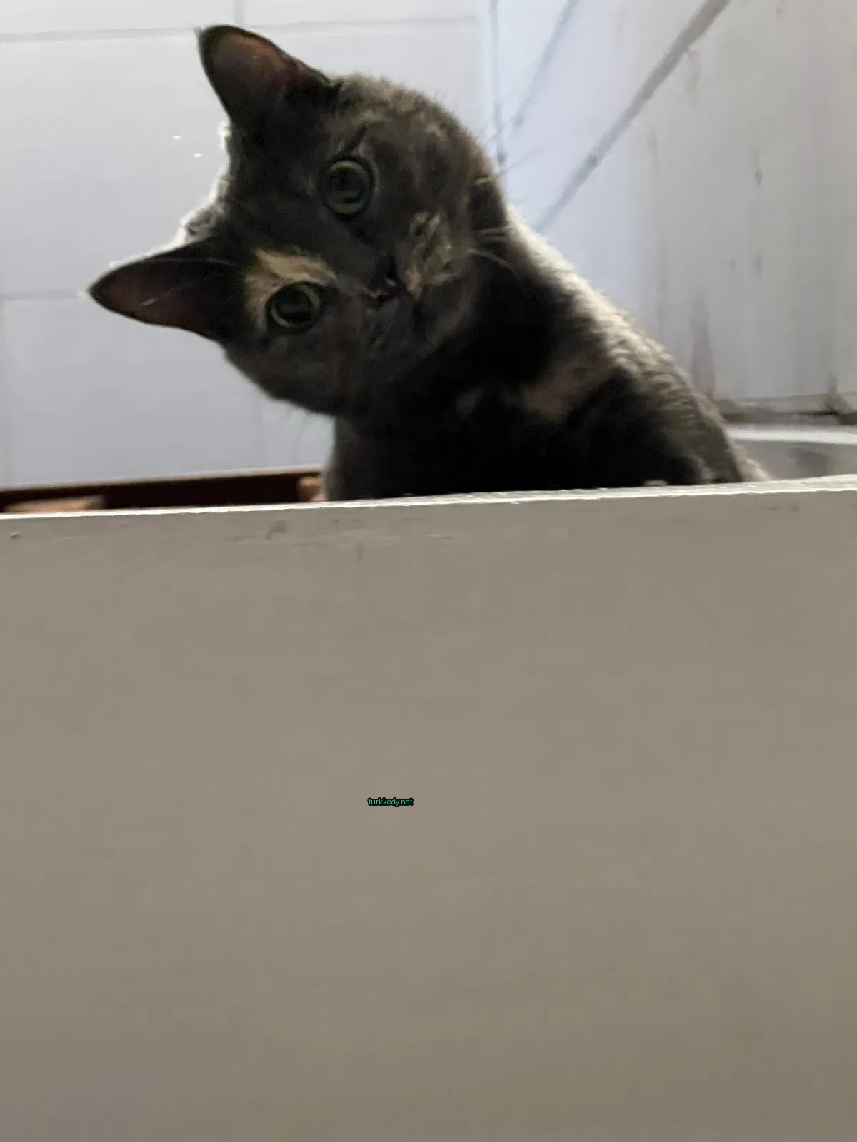 Yeşil gözleri ve şeritli deseni olan bir kedi beyaz bir tezgahın üzerinde oturuyor.