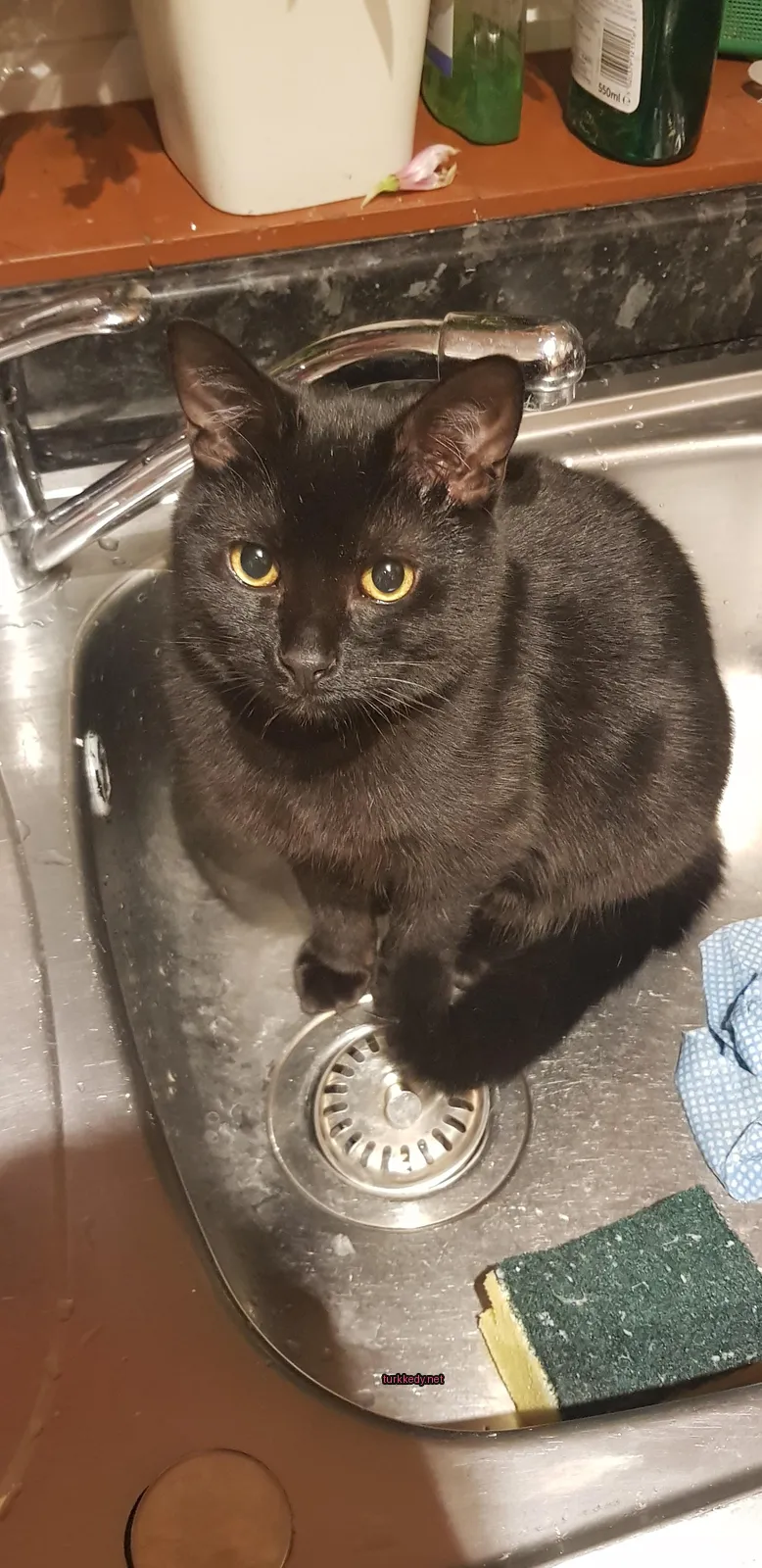 Kedi #2877