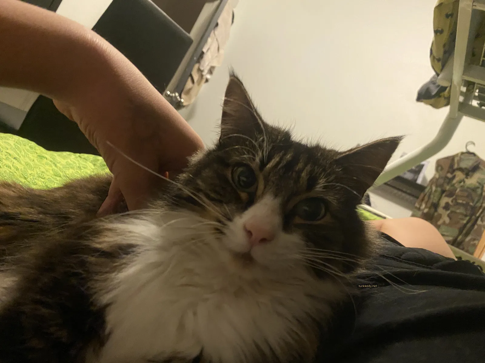 Kedi #2878