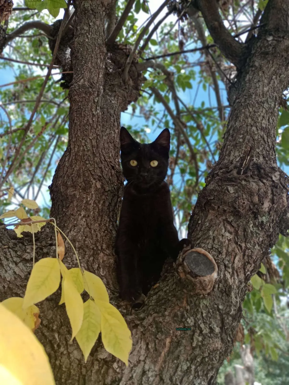 Siyah bir kedi bir ağaçta oturuyor.
