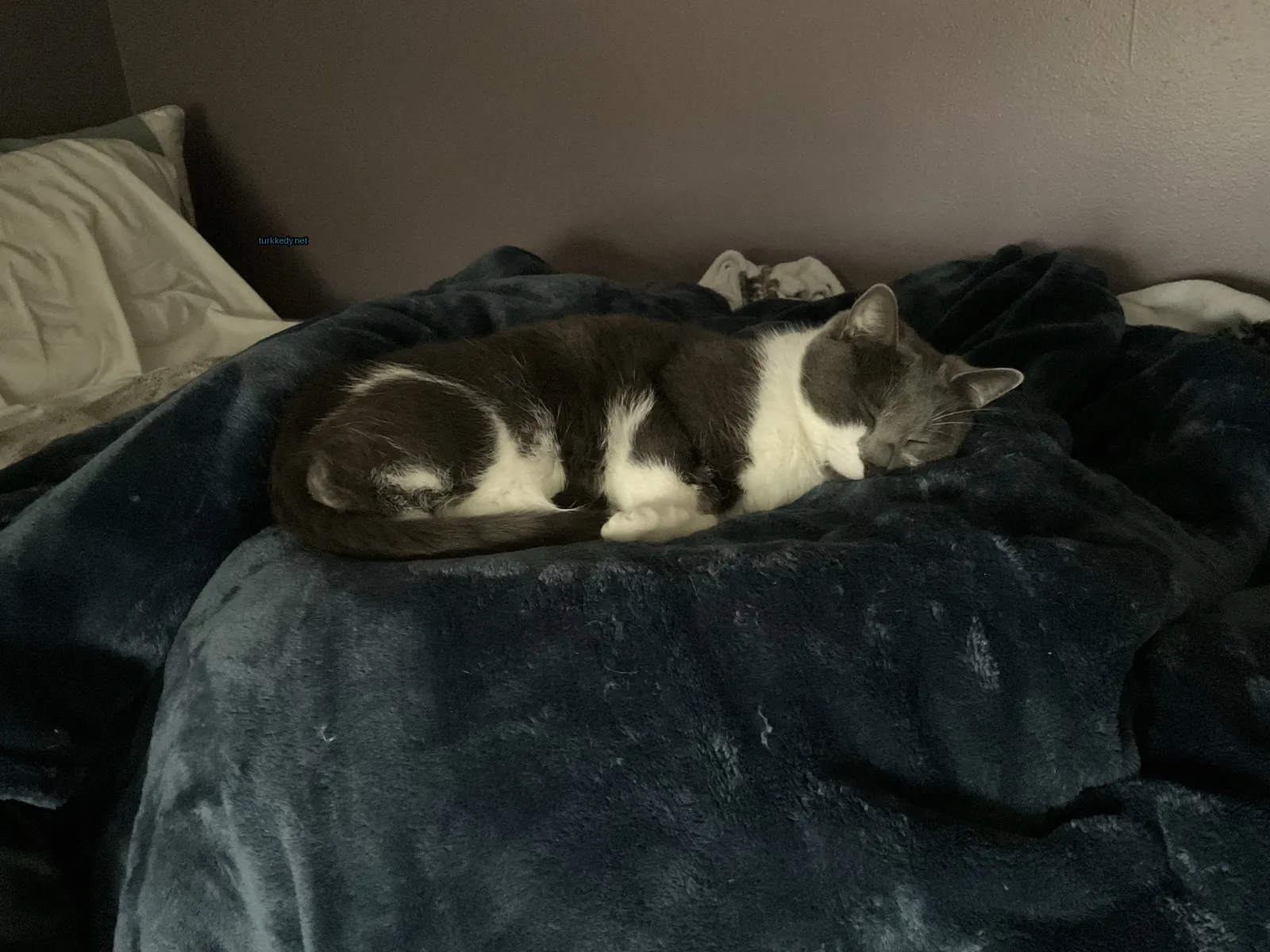 Kedi #2880