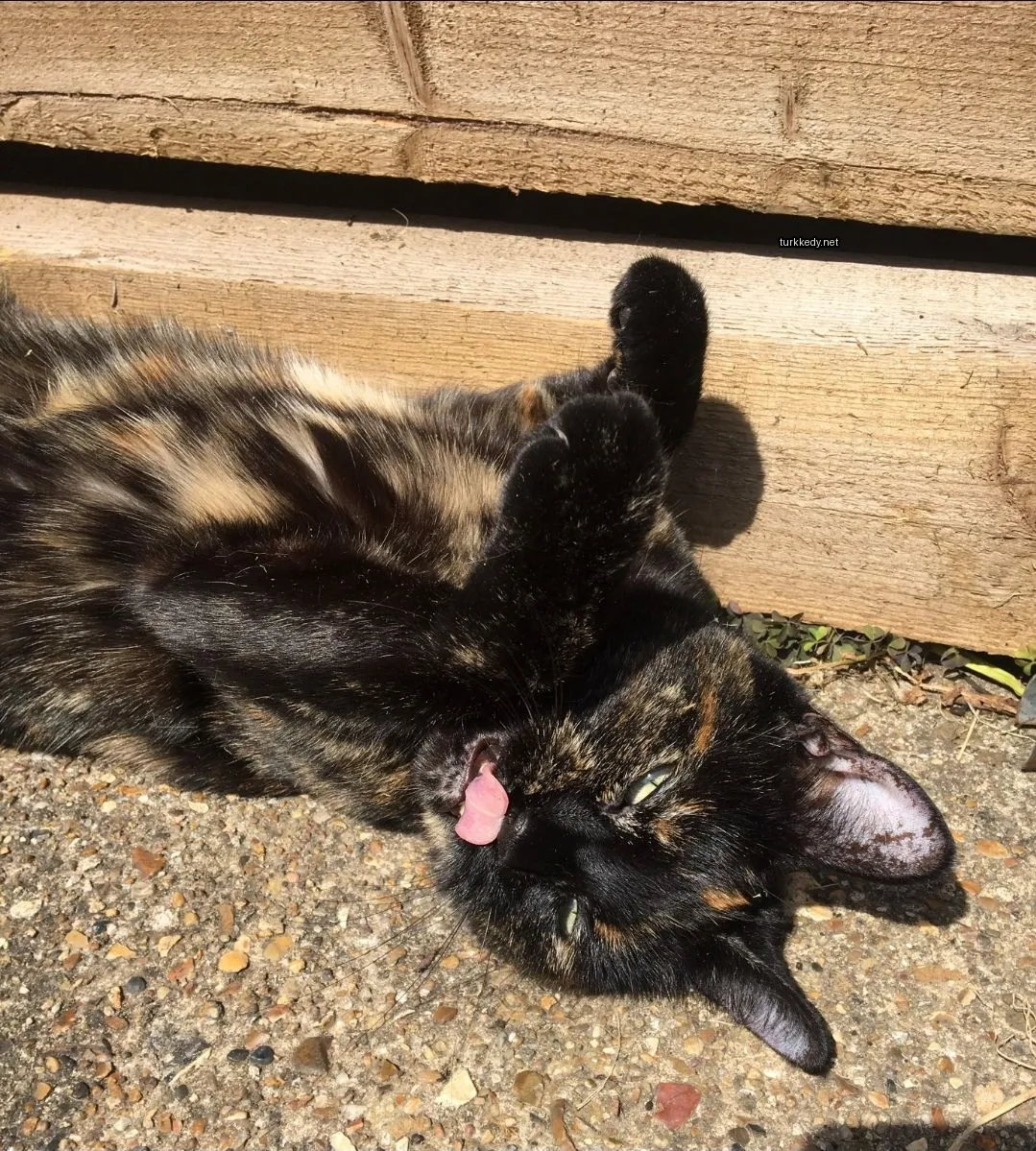 Kedi #2884