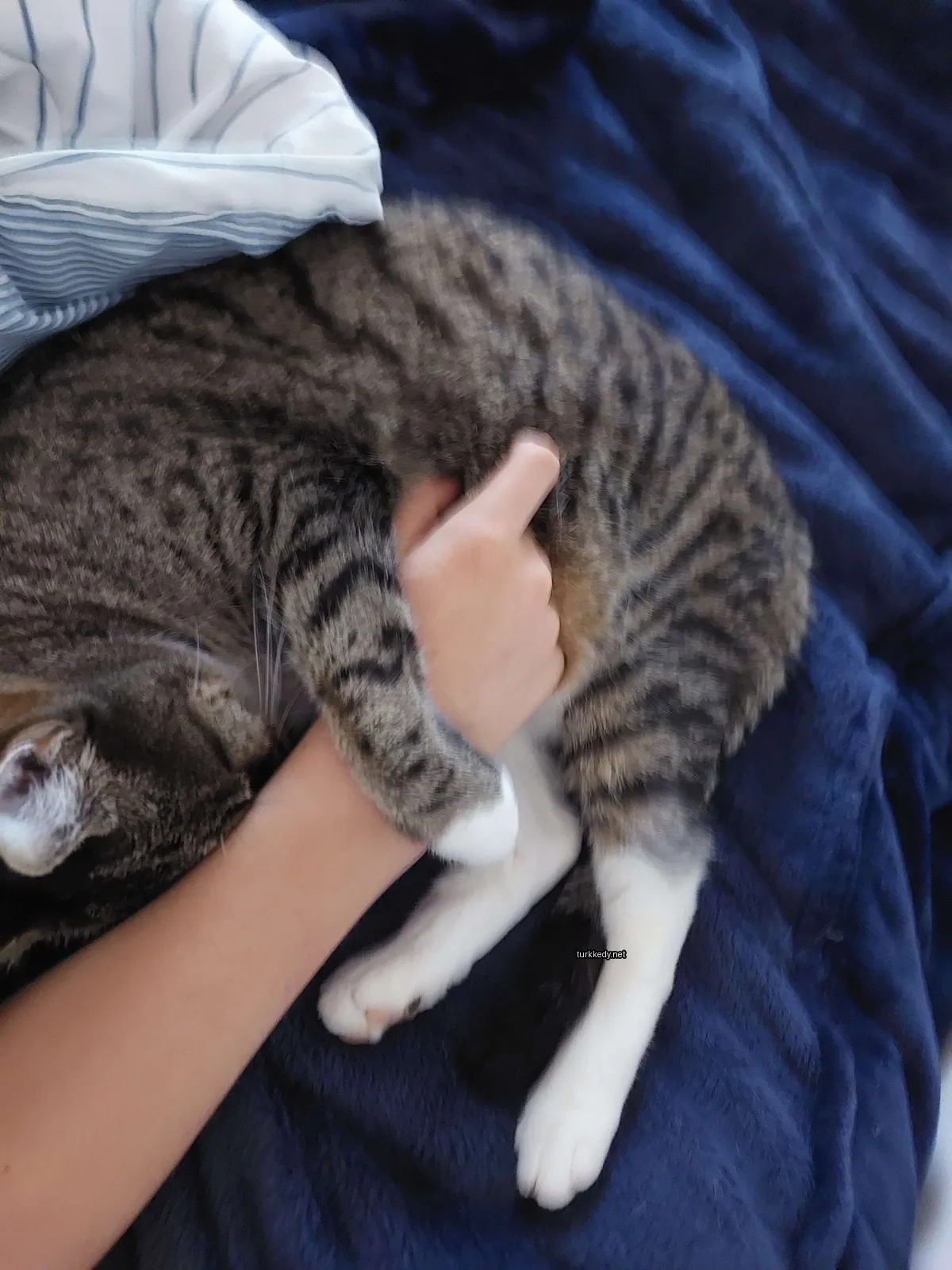 Kedi #2881