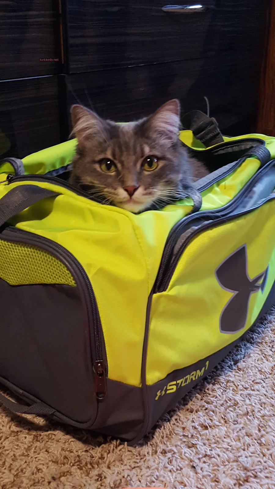 Gri ve beyaz bir kedi sarı ve siyah bir poşette yatıyor.