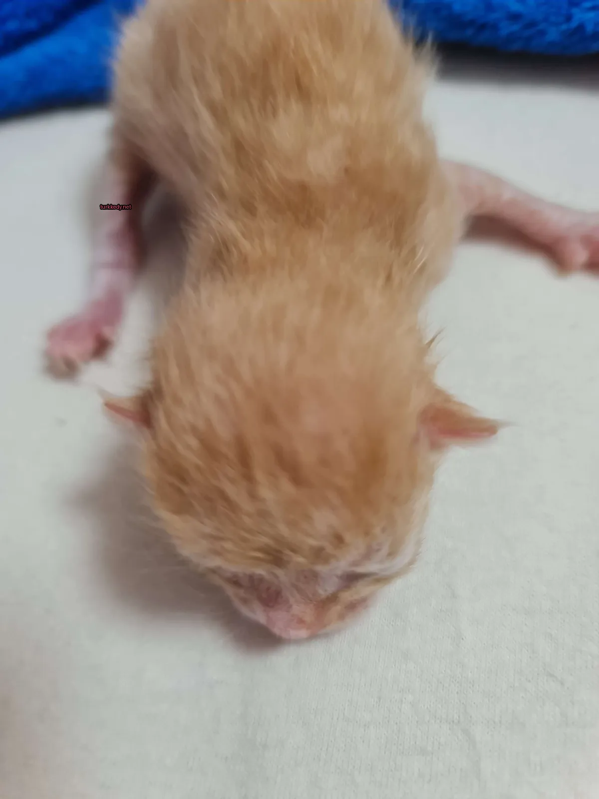 Kedi #2882